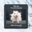 I m Stressed Why Do You Ask Hamster Coaster For Sale